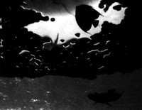 FINE ART - AQUARIA