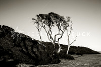 FINE ART - WILMINGTON NC & BEACHES
